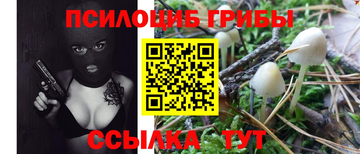 Псилоцибиновые грибы Psilocybe Брянск